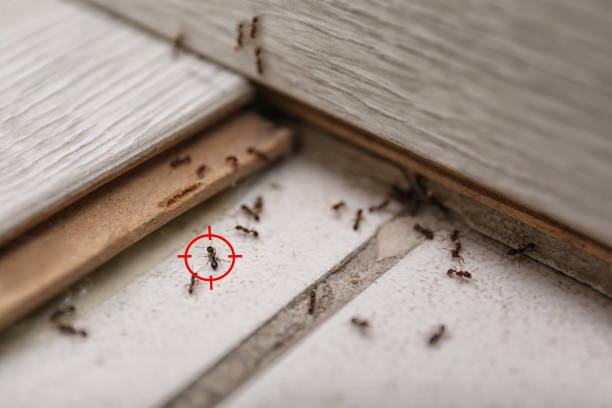 Best Insect Control  in Keewatin, MN