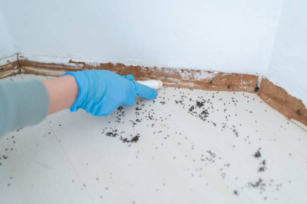 Best Pest Control for Restaurants  in Keewatin, MN