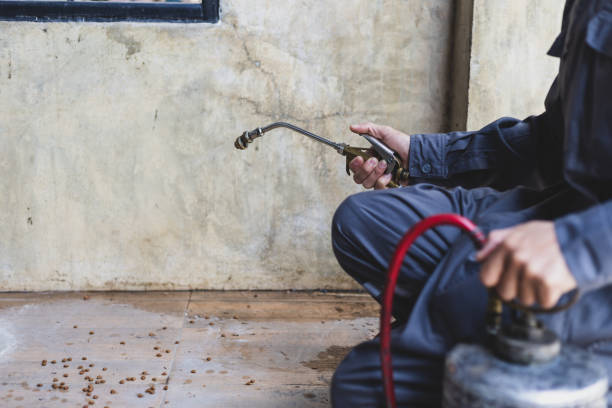 Best Affordable Pest Control Services  in Keewatin, MN